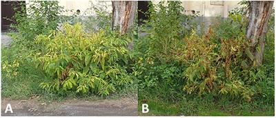 High-throughput sequencing detected a virus–viroid complex in a single pokeweed plant